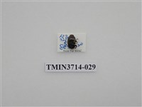 藏品(金龜子科)的圖片